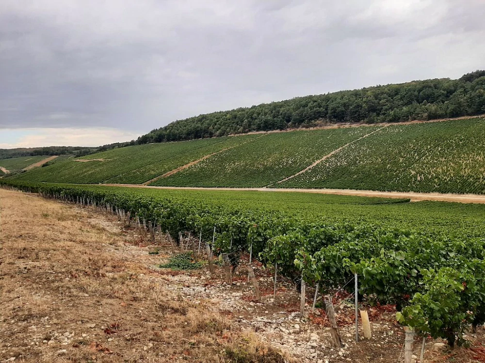 Chablis 1er Cru Fourmeaux 2023 - Jérémy Venon