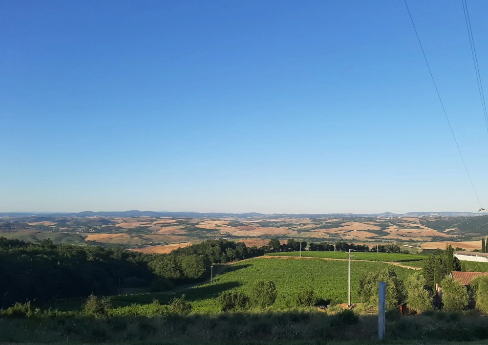 Brunello di Montalcino 2020 DOCG - Celestino Pecci
