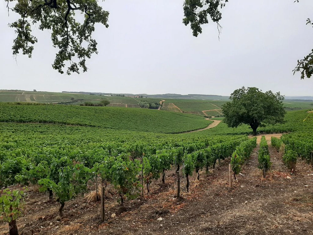 Petit Chablis 2024 - Clotilda Davenne