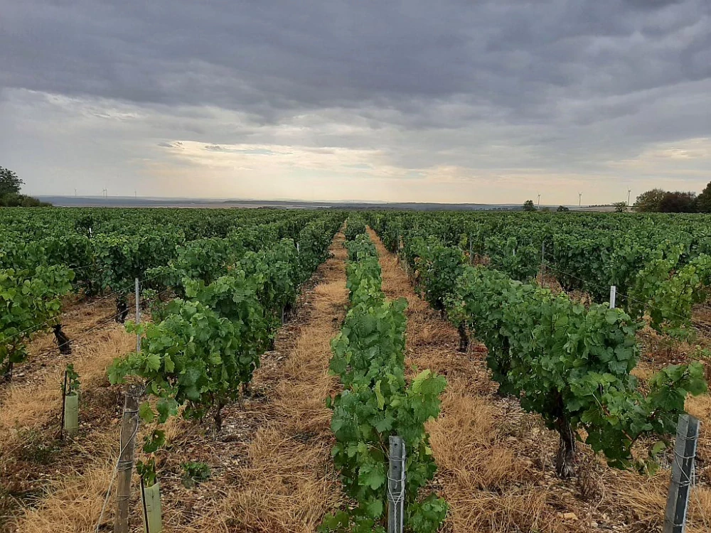 Chablis AOP 2024 - Clotilda Davenne