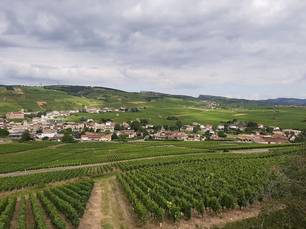 Bourgogne Chardonnay 2022 Le Clos - Domaine Sophie Cinier