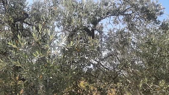 Olive Oil BIOLOGICO Extra Virgine Toscana 0,5 litr - Torre Serena